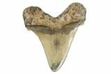 Serrated, Angustidens Tooth - Megalodon Ancestor #170345-1